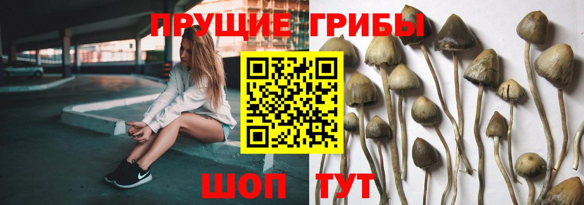где продают   Вход с VPN  Александров  Псилоцибиновые грибы GOLDEN TEACHER  Галлюциногенные грибы GOLDEN TEACHER 